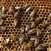 如何防止蜜蜂逃逸或死亡?