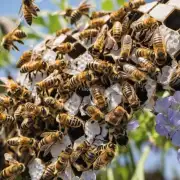 时间  蜜蜂在什么时候开始采蜜并持续多长时间呢?