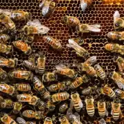 蜜蜂为什么要将蜂蜜储存起来并定期补充营养液?