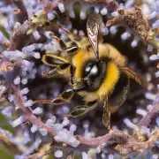 蜂巢中有用到的蜜蜂行为是什么样的?