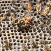 问题温度对中华蜜蜂幼虫成长速度有影响吗?