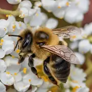 蜜蜂是如何使用自己的唾液来做出蜡浆的?