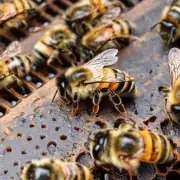 问题新的蜂巢里的蜜蜂是什么颜色?