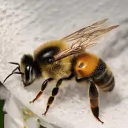 没了蜜蜂人类的食物链将会有何改变?