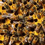 应该让我的蜂蜜和蜜粉供应量如何平衡以满足蜜蜂的需求呢?