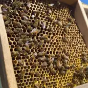 什么是蜜蜂3号蜂箱?