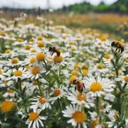 当蜜蜂在野外采集蜂蜜时它们通常会选择哪些花朵中的蜜腺?