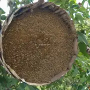 哪里有出售蜜蜂的蜜蜂巢呢?