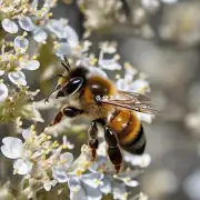 蜜蜂在夏季是如何适应高温和低湿度的呢?