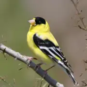 How many eyes does an American goldfinch have?