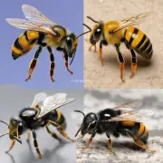 中国古代本土蜜蜂与外来蜜蜂有什么区别在哪里?