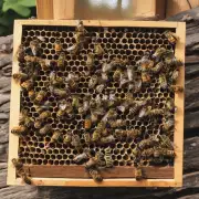 蜜蜂蜂房里有多少只蜜蜂?