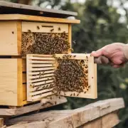如果没有开蜜蜂工具那么你怎么才能打开蜂箱?