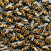 在人工育种的过程中如何防止蜜蜂蜂王不好怎么办的问题出现?