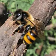 我听说养蜜蜂的过程很辛苦真的吗?