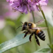 蜜蜂可以飞行到多远的距离才感到困倦?