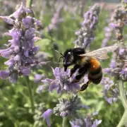 蜜蜂身上有什么特别之处?