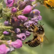 为什么蜜蜂喜欢在一个安静的环境中进行飞行和收集花粉呢?