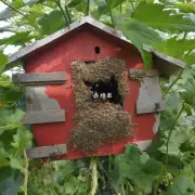 如果在草莓棚里放蜜蜂巢需要注意哪些事项?