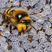 蜜蜂有多长时间可以采到足够的蜜呢?