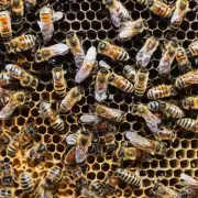 怎样能有效防止蜜蜂受到病菌侵袭?