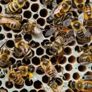 为什么蜜蜂会在蜂巢中产卵?