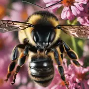 蜜蜂蛰人的时候身体内的化学物质有哪些可能与疼痛感有关系的成分呢?