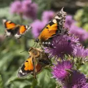 蝴蝶和蜜蜂之间的关系与我们现实生活中的哪个方面的联系最接近?