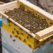 如果要在双层土养蜂箱中进行蜂蜜的提取操作需要采取哪些措施来保护蜜蜂的身体安全?