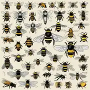 What are the different types of bees and their characteristics?