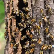 这些蜜蜂在树干中居住的原因是什么?