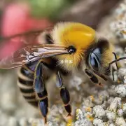 中国有几种不同种类的蜜蜂吗?