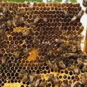 如果您知道有关蜂蜜产量最高的地区请告知我想要继续提问吗?