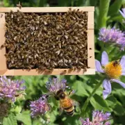 哪些因素会影响喂蜜蜂中药的效果?