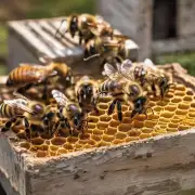 蜂箱中蜜蜂为什么容易受伤或死亡如何避免它们受到伤害并保持它们在蜂箱中的健康状态?