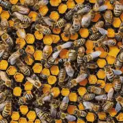 在不同的季节和地域里蜜蜂采花回来多久能够酿造出蜂蜜有什么不同吗?