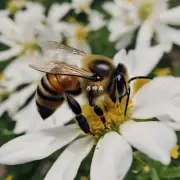 驱蜂喷雾的有效时间是多长?