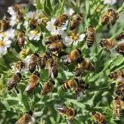 How does climate change affect bees?