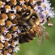 对于那些不愿意合作的蜜蜂它们的命运将会如何呢?