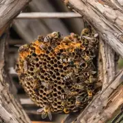 在养蜂时如何判断蜂窝中有无蜜蜂?