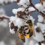 话题如果蜜蜂在采蜜时遇到天气变化例如下雨或下雪它们会怎样改变策略?
