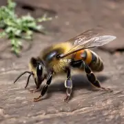 如何判断蜜蜂子脾封盖后是否已经出了蜂?