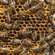 盗蜂者一般会先观察你的蜜蜂活动情况并找到一个可以进入蜂窝的地方后才动手一旦发现你有防窃措施就可以放弃如果他们不介意破坏他们通常会使用一种叫做蚂蚁法的方法来撬开蜂巢第四题 什么是蚂蚁法?