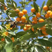 当橘子成熟之后橘子小蜂是否还需要帮助橘子树进行授粉工作从而使其能够产生更多的果实?