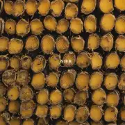 如果将一盘蜂蜡放在室外并暴露在空气中当室内有足够多的蜜蜂后 它们会在蜂蜡中找到合适的位置吗?