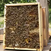 如果我在蜜蜂养蜂的过程中发现蜜蜂在更换巢框时没有产卵怎么办?