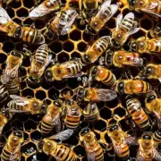 蜜蜂在生产蜂蜜的过程中是否会对环境有影响?