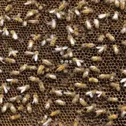 如何为蜜蜂提供足够的食物和水?