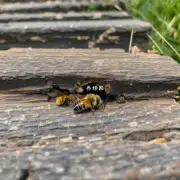 如果你是在户外活动中不小心踩到蜜蜂你认为有哪些步骤可以采取来防止这种情况再次发生吗?