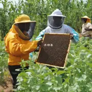 如何评估非洲化蜜蜂对农业和食品供应链的潜在风险?